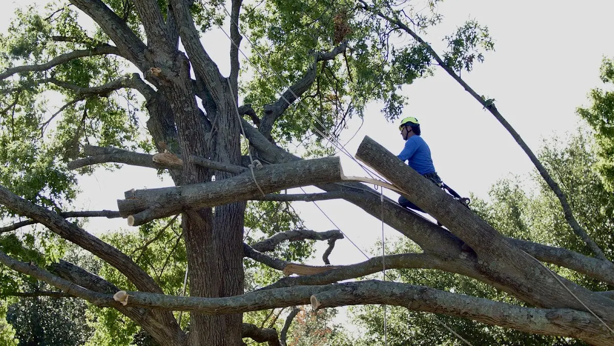Professional Hazardous Tree Removal performed by certified arborists in Bradner